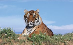 A tiger within Wild Animal Sanctuary outside Denver in Keensburg, CO