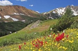 Vibrant wildflowers herald the arrival of summer in Colorado's hills.